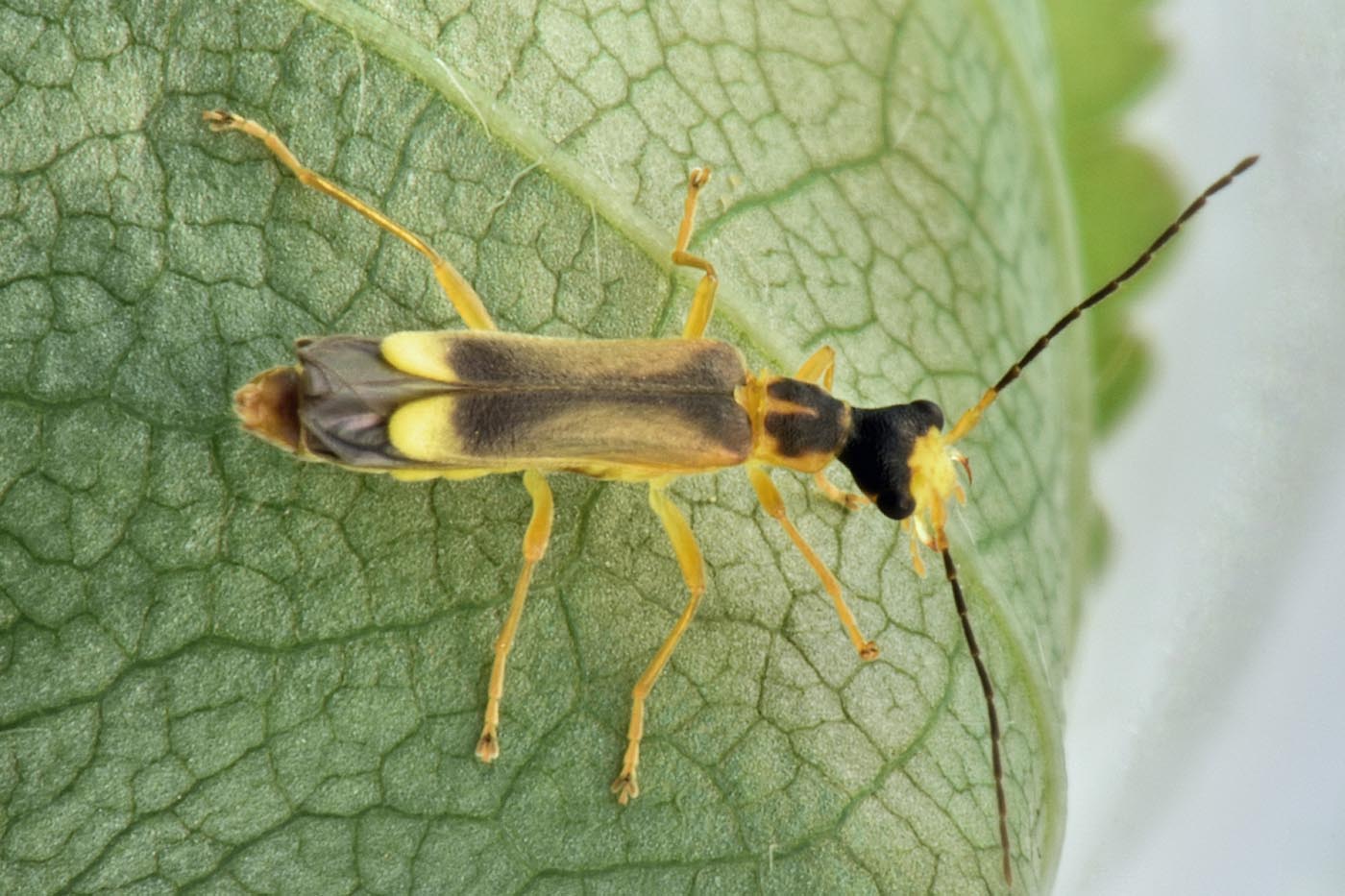 Cantharidae: Malthinus flaveolus?  Sì !